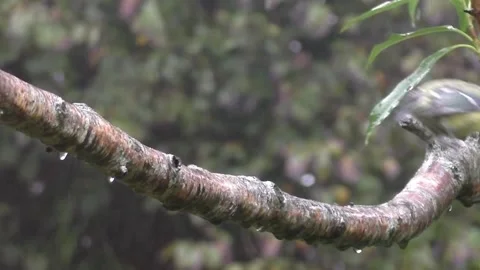 Great Tit Bird Stock Footage 229758792