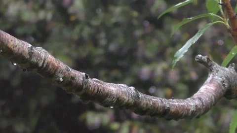 Great Tit Bird Stock Footage 229758794