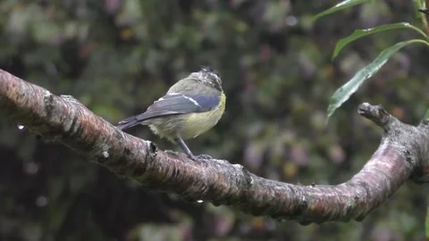 Great Tit Bird Stock Footage 229758799