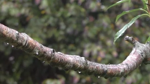 Great Tit Bird Stock Footage 229758802