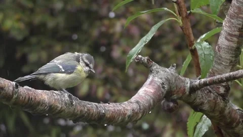 Great Tit Bird Stock Footage 229758813