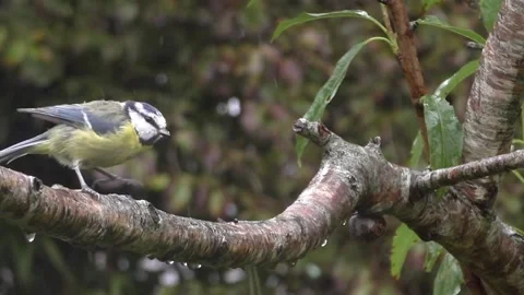 Great Tit Bird Stock Footage 229758814