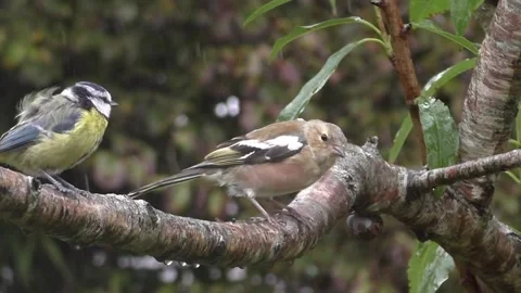 Great Tit Bird Stock Footage 229758821