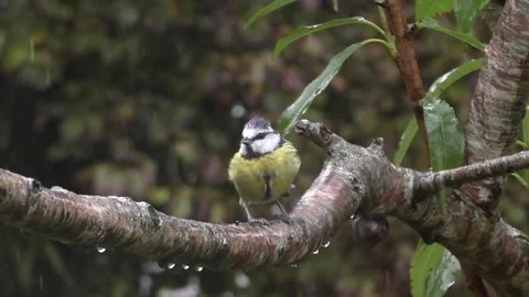 Great Tit Bird Stock Footage 229758833