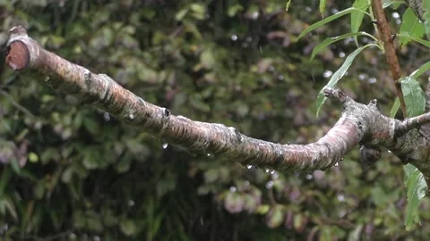 Great Tit Bird Stock Footage 229758836