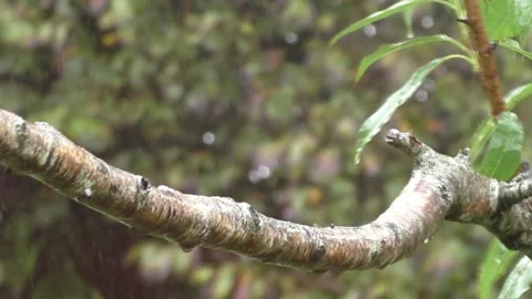 Great Tit Bird Stock Footage 229758842