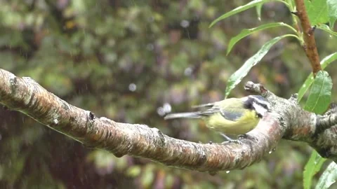 Great Tit Bird Stock Footage 229758843