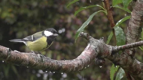 Great Tit Bird Stock Footage 229758849