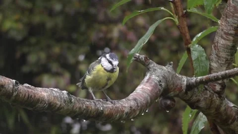 Great Tit Bird Stock Footage 229758850