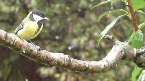 Great Tit Bird Stock Footage 229758869
