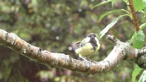 Great Tit Bird Stock Footage 229758870