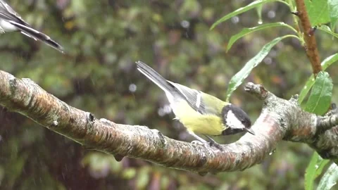 Great Tit Bird Stock Footage 229758885