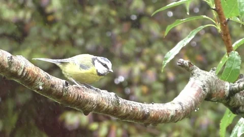Great Tit Bird Stock Footage 229758890