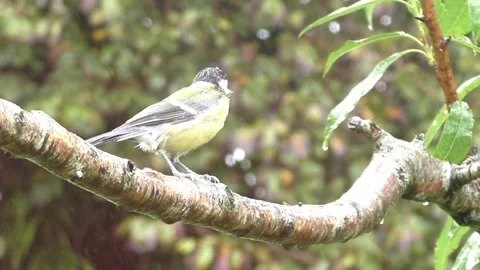 Great Tit Bird Stock Footage 229758894