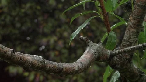 Great Tit Bird Stock Footage 229758905
