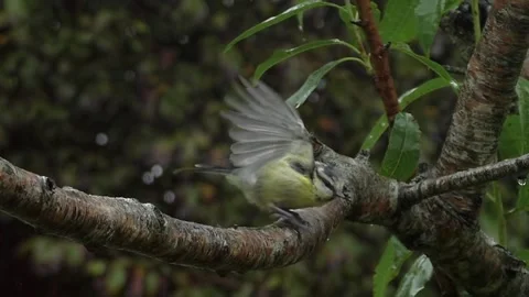 Great Tit Bird Stock Footage 229758906