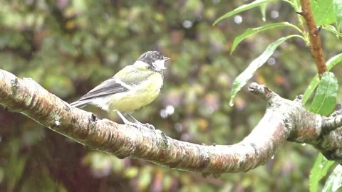 Great Tit Bird Stock Footage 229758908