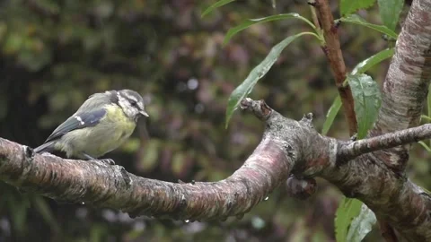 Great Tit Bird Stock Footage 229758924