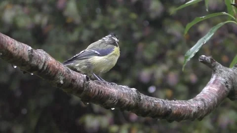 Great Tit Bird Video stock 229758925