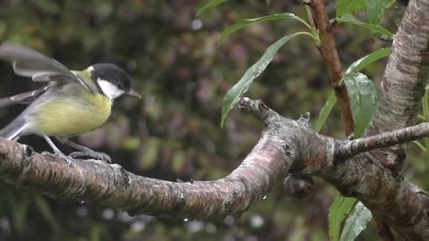 Great Tit Bird Stock Footage 229758926