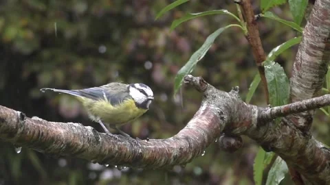Great Tit Bird Stock Footage 229758938