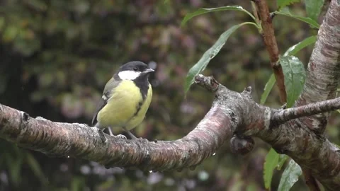Great Tit Bird Stock Footage 229758941