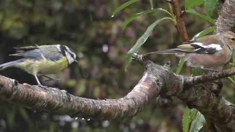 Great Tit Bird Stock Footage 229758952