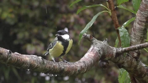 Great Tit Bird Stock Footage 229758953