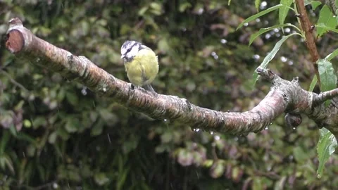Great Tit Bird Stock Footage 229758971