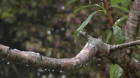 Great Tit Bird Video stock 229758972