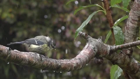 Great Tit Bird Stock Footage 229758974