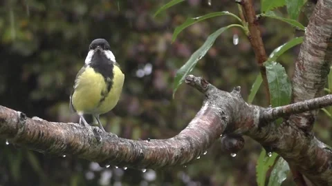 Great Tit Bird Stock Footage 229758993