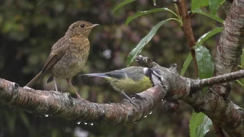 Great Tit Bird Stock Footage 229758994