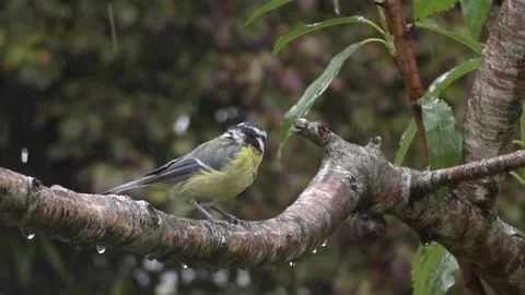 Great Tit Bird Stock Footage 229758995