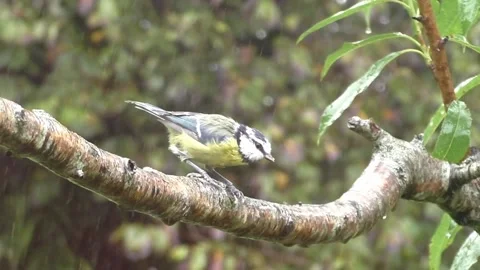 Great Tit Bird Stock Footage 229759000