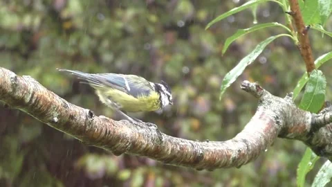 Great Tit Bird Stock Footage 229759015