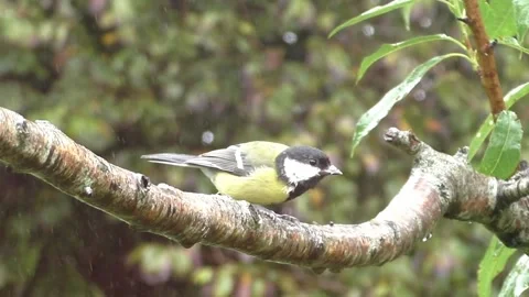 Great Tit Bird Stock Footage 229759037