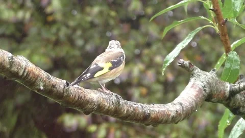 Great Tit Bird Stock Footage 229759038