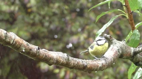 Great Tit Bird Stock Footage 229759047