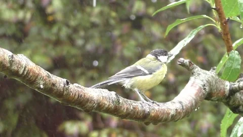 Great Tit Bird Video stock 229759053