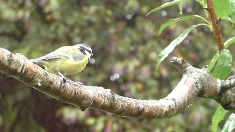 Great Tit Bird Stock Footage 229759081