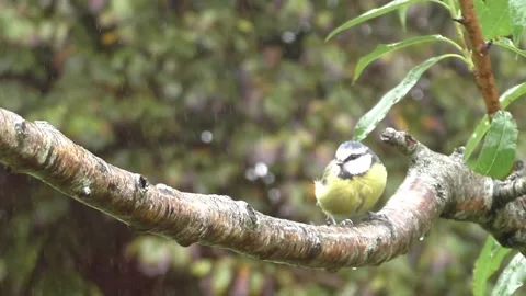 Great Tit Bird Video stock 229759095