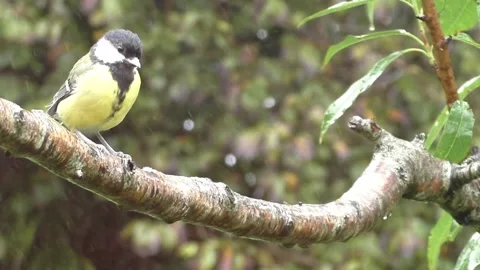 Great Tit Bird Stock Footage 229759111