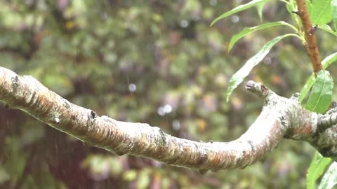 Great Tit Bird Video stock 229759132