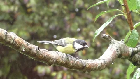 Great Tit Bird Stock Footage 229759137