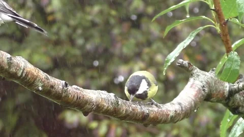 Great Tit Bird Stock Footage 229759154