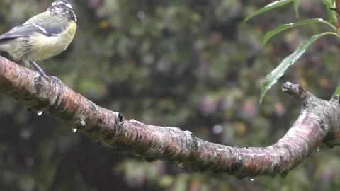 Great Tit Bird Stock Footage 229759155