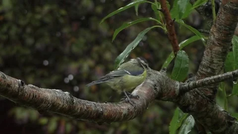 Great Tit Bird Stock Footage 229759161