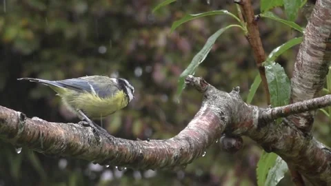Great Tit Bird Stock Footage 229759169