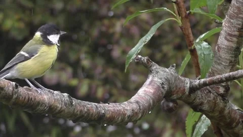 Great Tit Bird Stock Footage 229759177